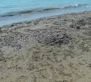 Gleicht einem Misthaufen