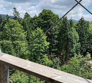 Baumwipfelpfad Bayerischer Wald