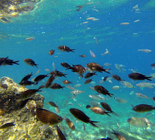 Nurkowanie przy hotelu