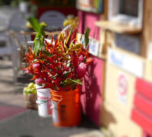 Helikonien in Hanalei