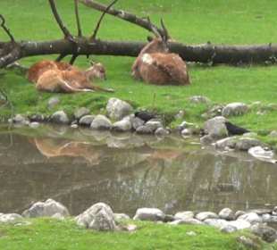 Afrika Bereich - Sitatunga