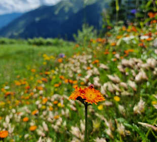Wandern Saalbach-Hinterglemm 