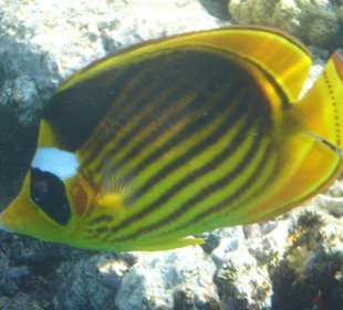 Far Garden Reef