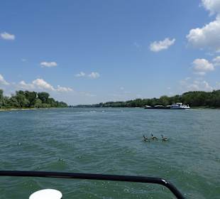Rheinfähre Neuburg