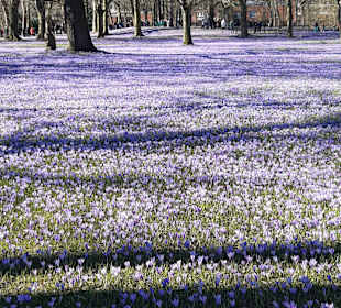Krokusblüten-Fest Husum