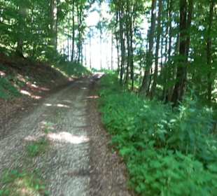 Waldameisen-LehrPfad