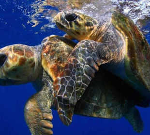 Paarende Schildkröten