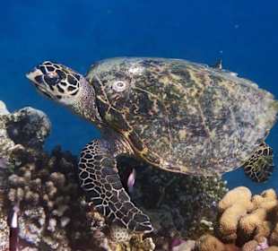 Echte Karettschildkröte