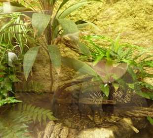 Dosenschildkröte - Terrarium