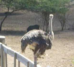 Ausflug zur Straußenfarm