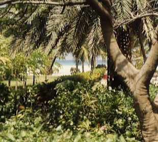Gartenanlage des Manchebo Beach