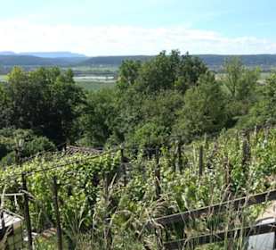 Früchtetrauf - Wurmlinger Kapellenwegle