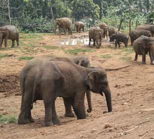 Elefant mit Fußverletzung