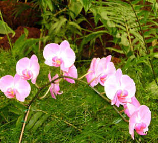 Orchideenhaus