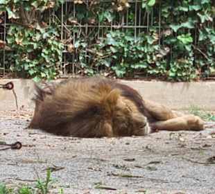 Parco Zoo Punta Verde