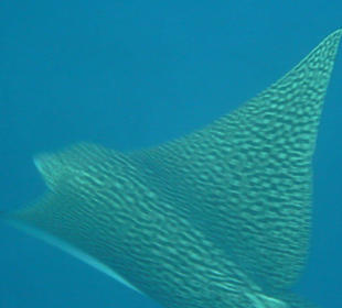 Adlerrochen im Außenriff