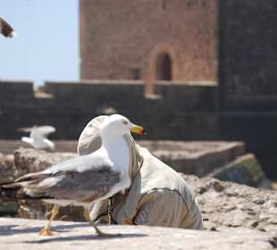 Möwe wartet auf Fischreste