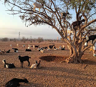 Ziegen auf dem Baum 