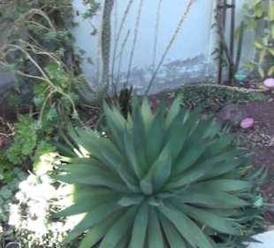 Real Jardín Botánico de Madrid