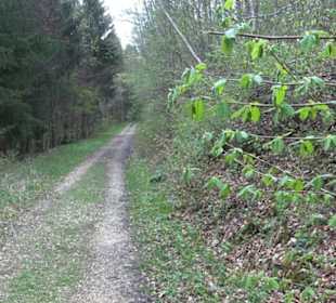 Premiumwanderweg Hochgebürzelt