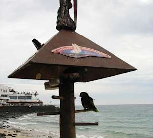 Papageien an der Strandpromenade Playa Blanca