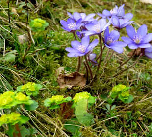 Fühlingsblumen im Moos