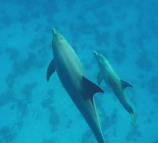 Delphinausflug