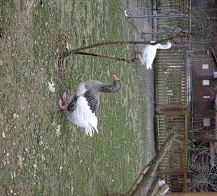 Streichelzoo Rülzheim