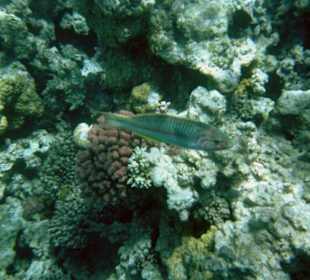Fisch in Hurghada