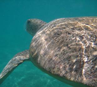 Riesen-Schildkröte, Ausflug mit Rico