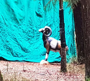 Überall Tiermotive verteilt sich sehr gut