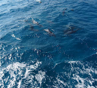 Schwimmen mit Delfinen