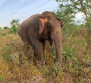 Elefantenwaisenhaus Pinnawela