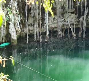Die Bäume lassen ihre Wurzeln ins Wasser wachsen