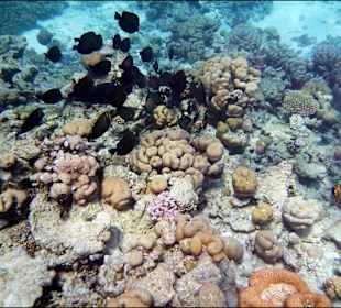 Rafa przy hotelu El Faraana Reef Resort