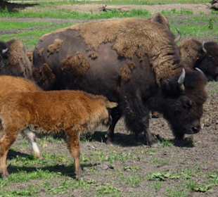 Safari bizon