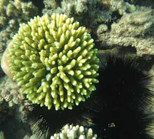 Tolle Koralle und Seeigel /Prima Life