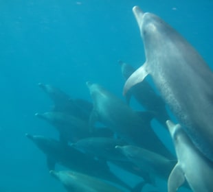 Mit einer Gruppe Delfine schnorcheln