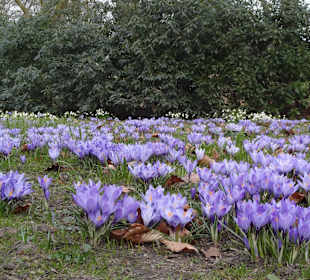 Dicht an Dicht die Korkusse