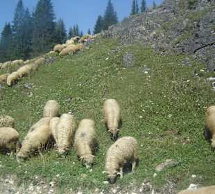 Parcul Natural Apuseni