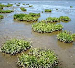 Landgewinnungszone im Wattenmee