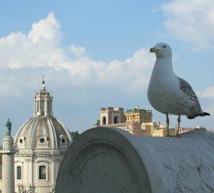 Panorama con gabbiano