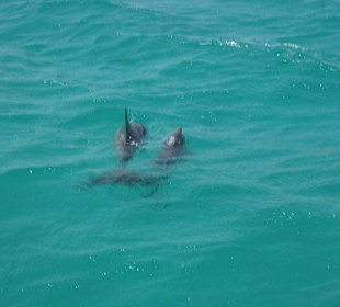 Delphinmutter mit Nachwuchs