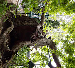 Platane des Hippokrates