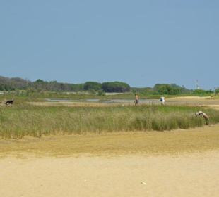 Strand von Bibione 06-2010