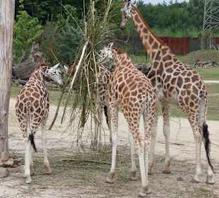 Giraffen