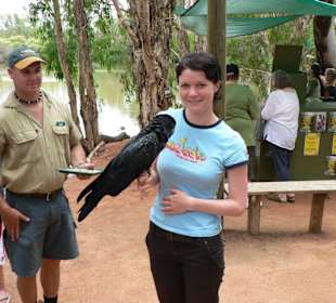 Raben-Kakadu ganz nah