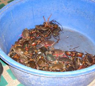 Thai-Küche