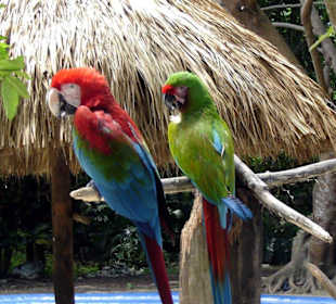 Papugi