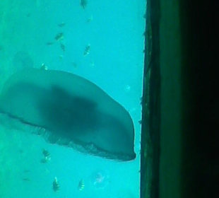 Eine Qualle schwimmt vorbei